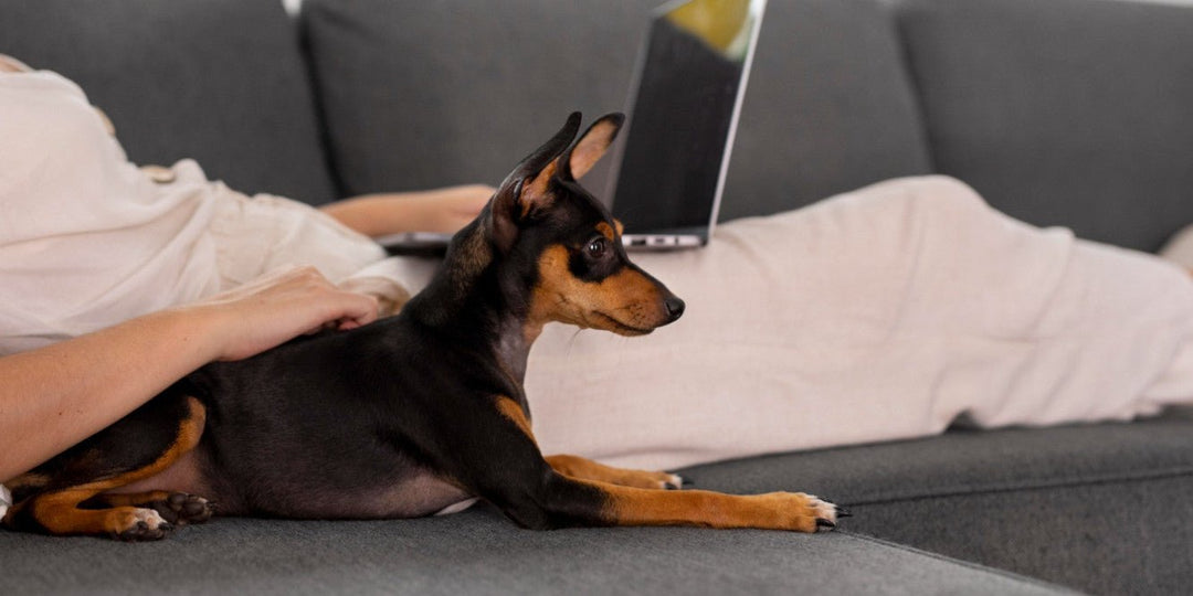 Een dierentrap maakt het leven van je dieren gemakkelijker