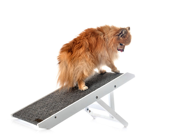 Een dierentrap maakt het leven van je dieren gemakkelijker